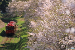 ことこと列車と桜