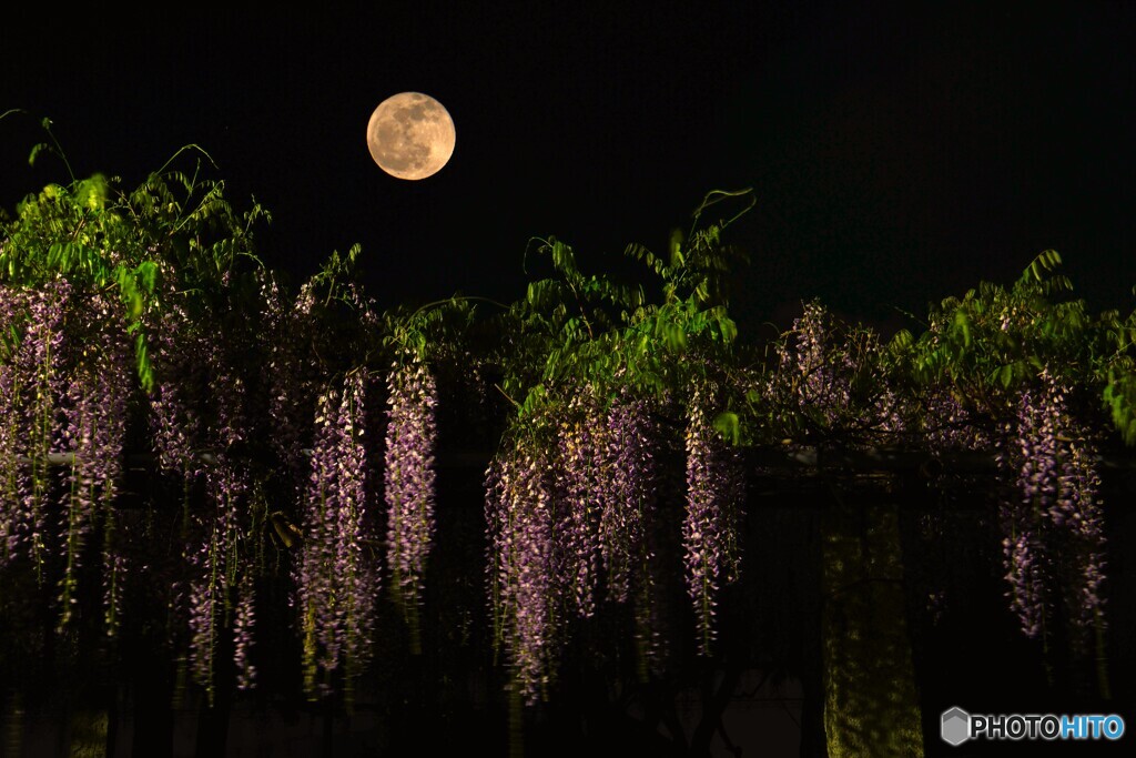 藤の花と満月