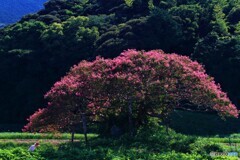 百日紅の木