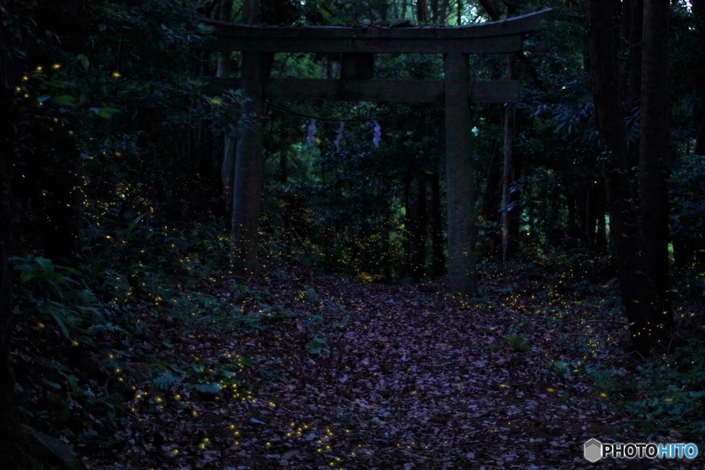 姫蛍舞う