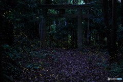 姫蛍舞う