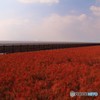 有明海のヒチメン草