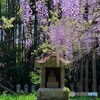 観音堂のフジ