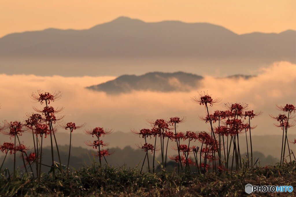 天空の曼珠沙華