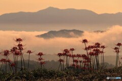 天空の曼珠沙華