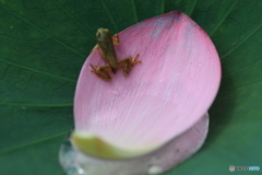 ヨイショ
