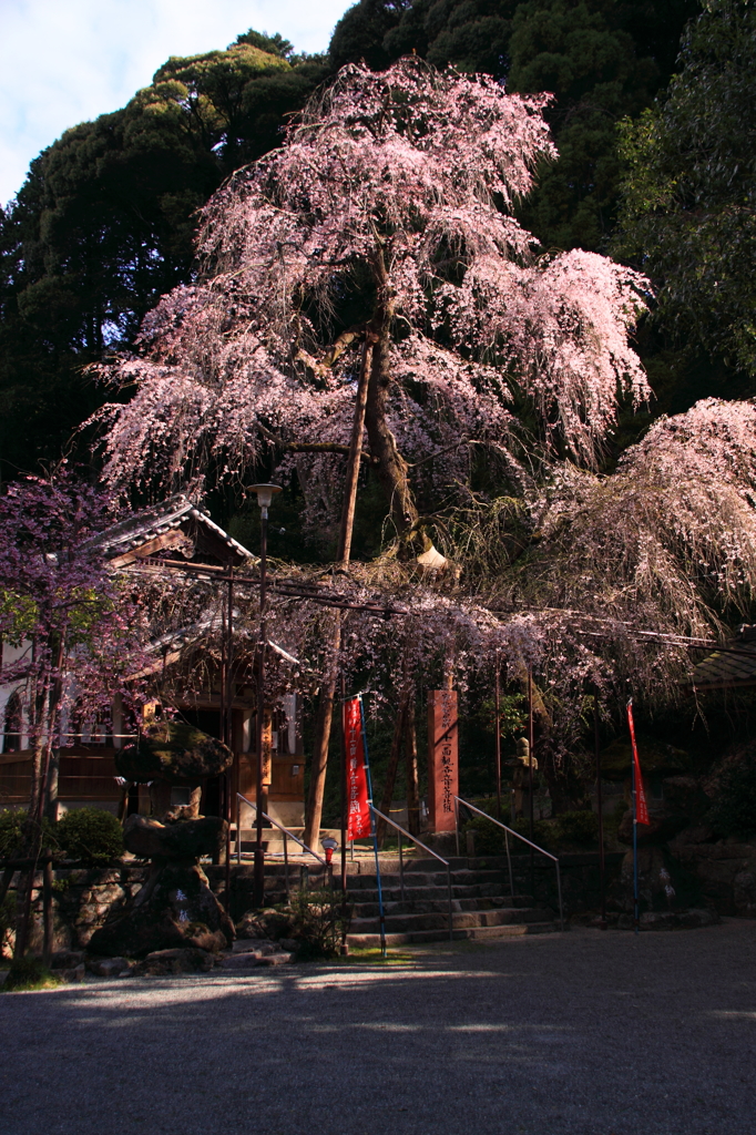 糸しだれ桜