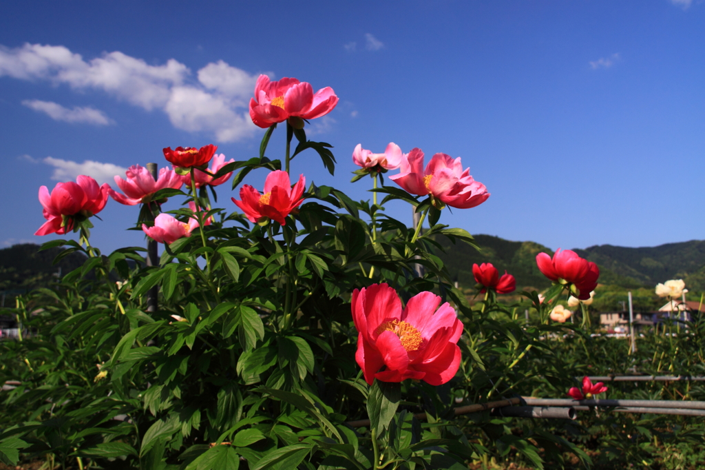芍薬