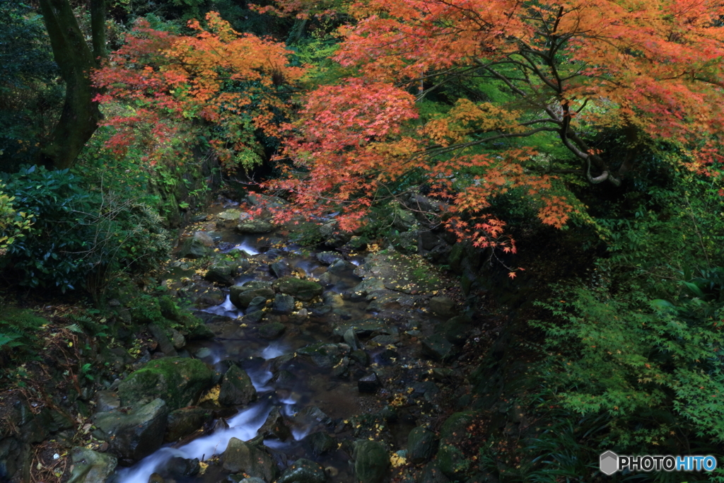 渓流の紅葉