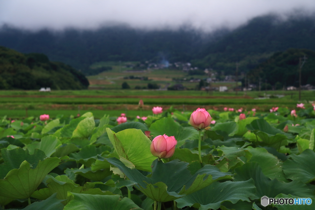 蓮花の風景