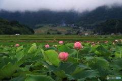 蓮花の風景