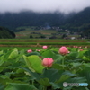 蓮花の風景
