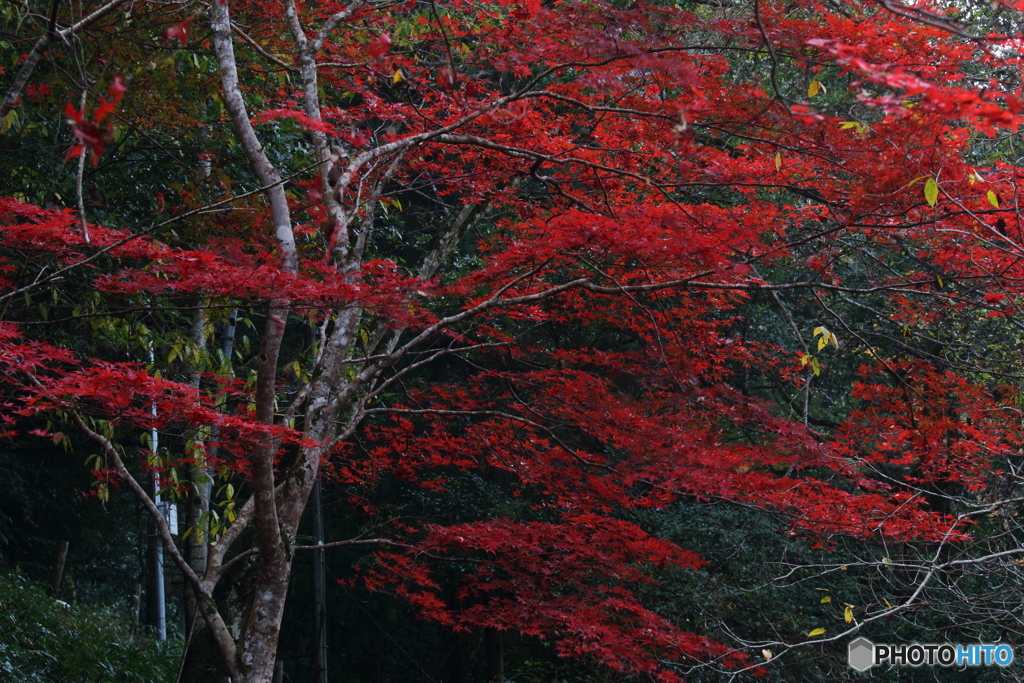 深紅