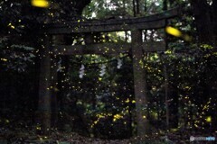 ヒメボタル