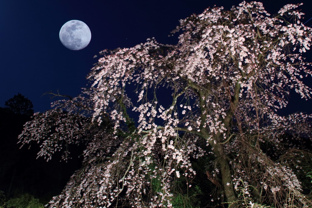 満月夜桜