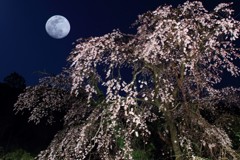 満月夜桜
