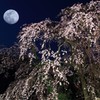 満月夜桜
