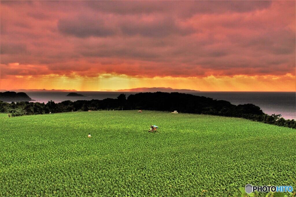 夕日の畑