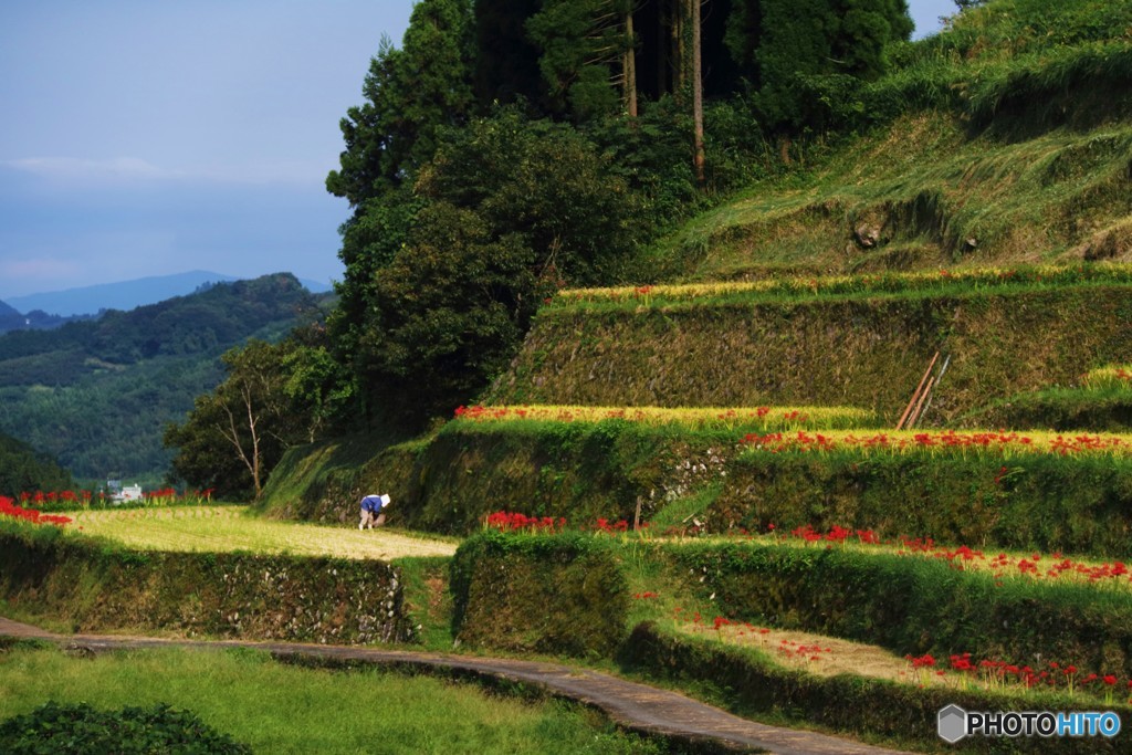 里山の彼岸花