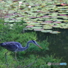 花。鳥