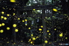 八剱神社.姫ホタル