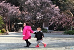 はるよ来い