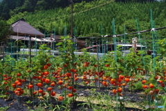 里山の夏風景。（１）