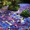紫陽花の池