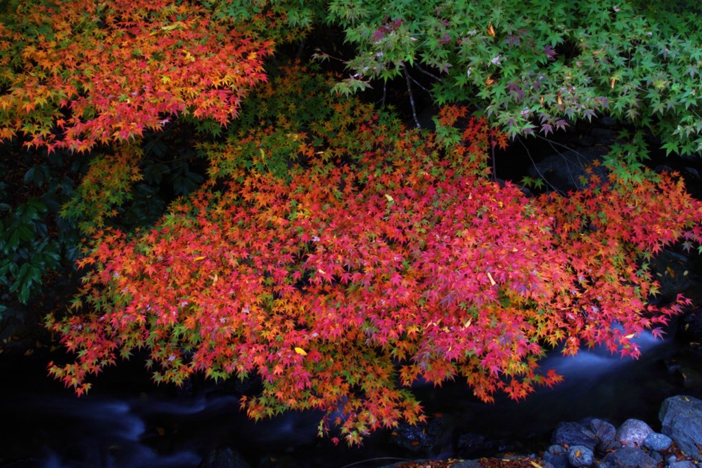 渓流の紅葉