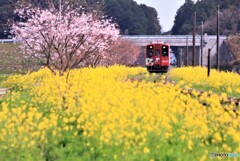 平筑菜の花列車