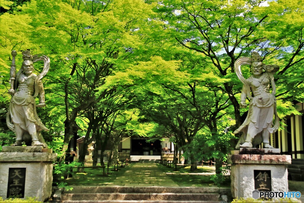 青モミジの参道