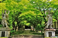 青モミジの参道