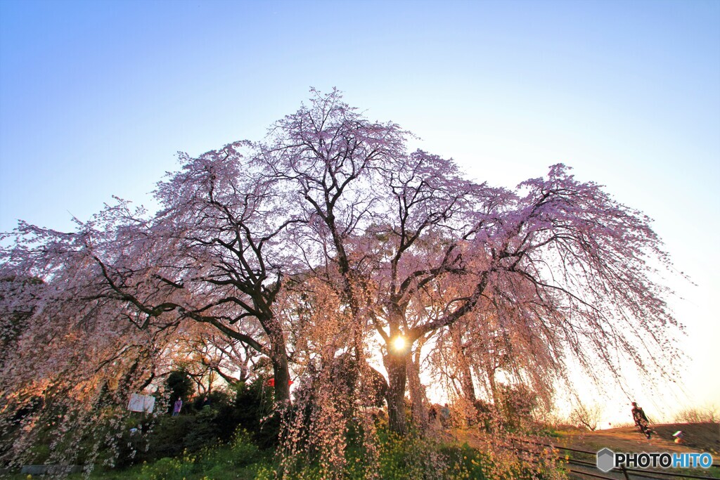 しだれ桜