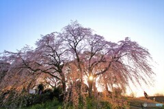 しだれ桜