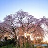 しだれ桜