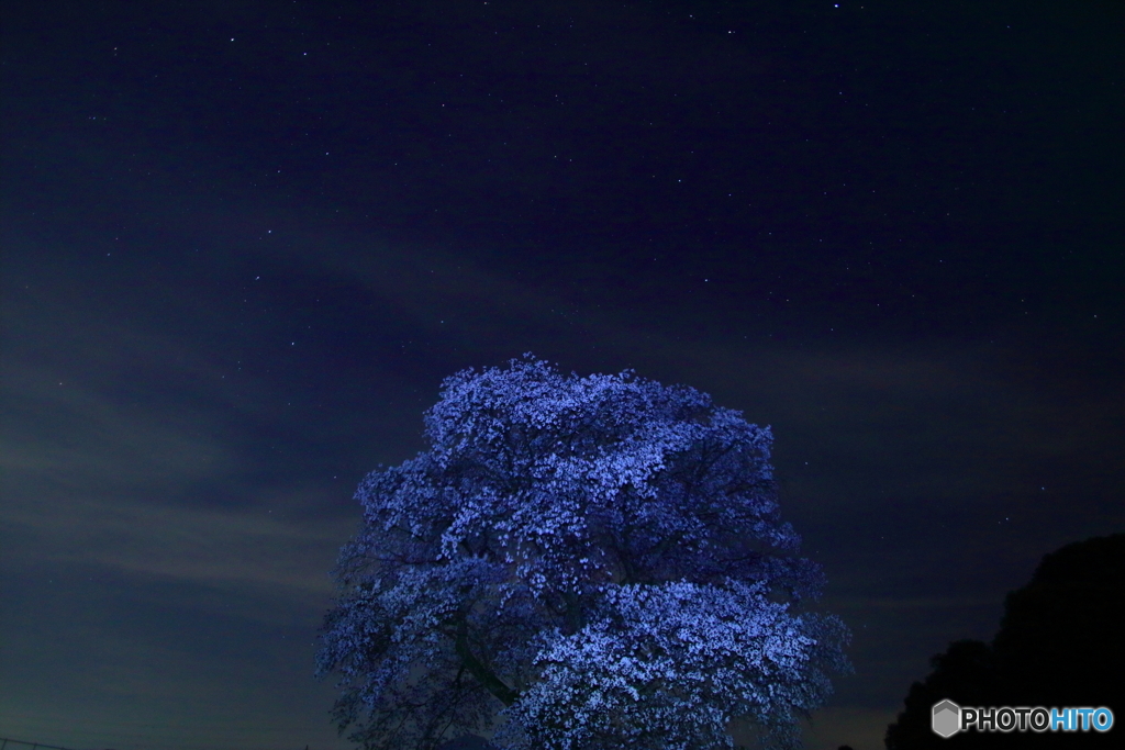 夜の1本桜
