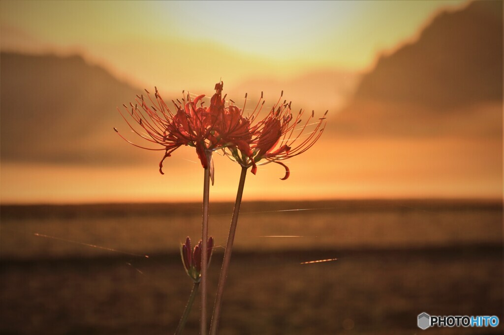 曼珠沙華