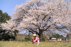 春花さがし