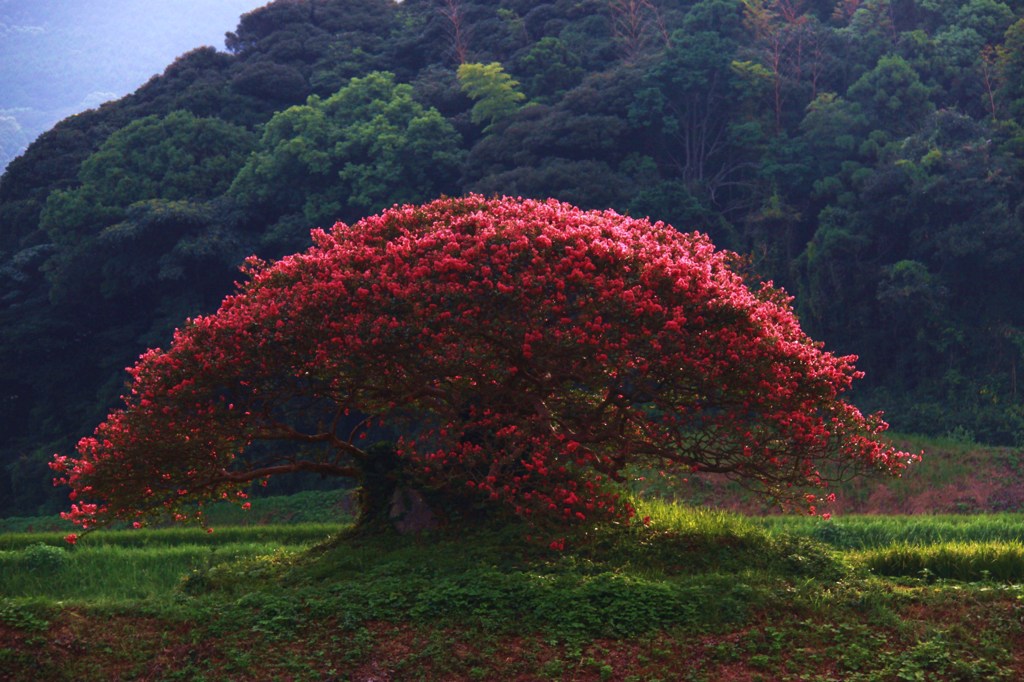 百日紅の花