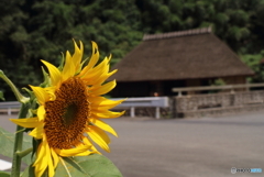 里山の夏風景（３）