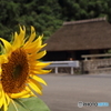 里山の夏風景（３）