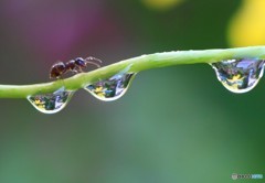 アリと水滴