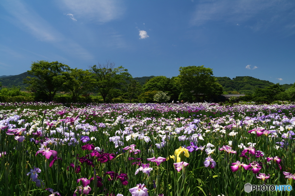 満開の花菖蒲