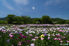 満開の花菖蒲
