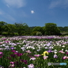 満開の花菖蒲