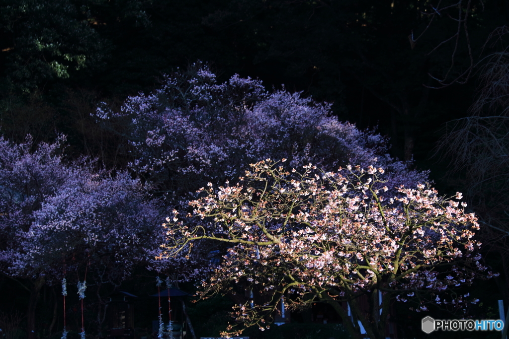 春告げの花