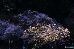 春告げの花