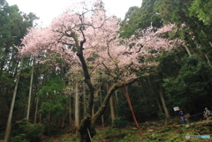 樹齢６００年の桜