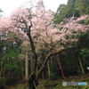 樹齢６００年の桜