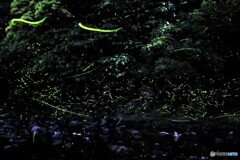 ゲンジホタル